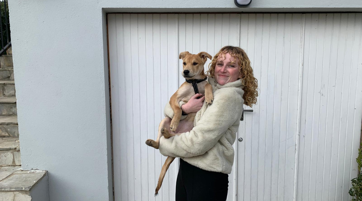 Chiens à adopter